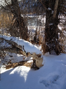 Beaver-chewed tree on Yampa River in Steamboat Springs